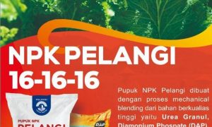 NPK Pelangi 16-16-16